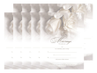 White Rose Marriage Certificate 10 Pack - $24.99